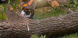 Best Commercial Tree Services  in Orange, VA