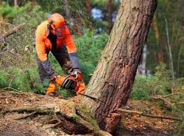 Best Commercial Tree Services  in Orange, VA