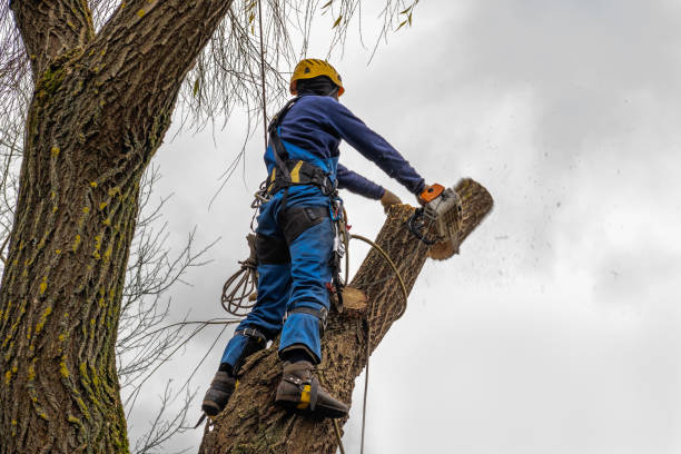 Best Leaf Removal  in Orange, VA