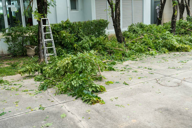 How Our Tree Care Process Works  in  Orange, VA