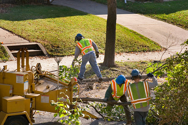 Best Storm Damage Tree Cleanup  in Orange, VA