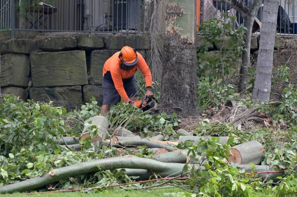 Best Storm Damage Tree Cleanup  in Orange, VA