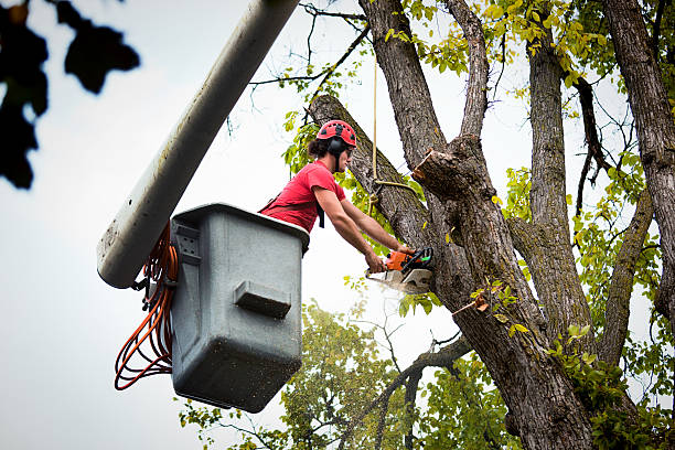 Best Mulching Services  in Orange, VA