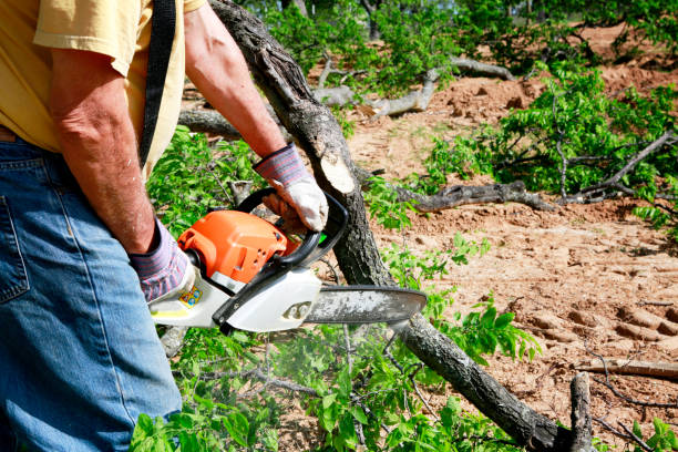 Best Hedge Trimming  in Orange, VA