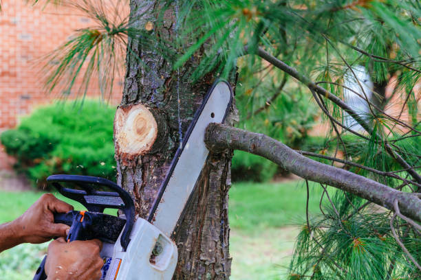 Best Palm Tree Trimming  in Orange, VA